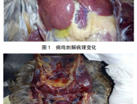 3 例禽霍乱临床诊断