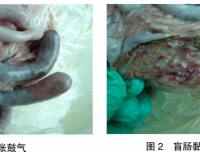 1例肉种鸡坏死性肠炎的诊治