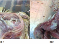 肉鸽念珠菌病的诊治