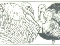 谈谈如何饲养火鸡