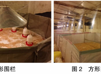 现代肉种鸡育雏实际操作方法(一)