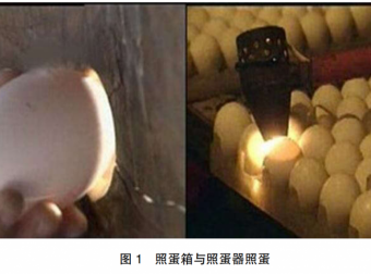 鹅种蛋孵化效果的检查