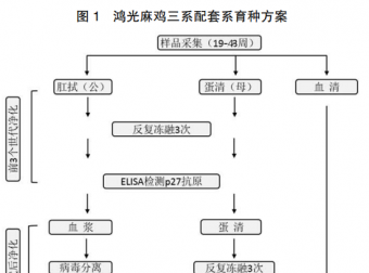 鸿光麻鸡配套系核心种群禽白血病净化进展