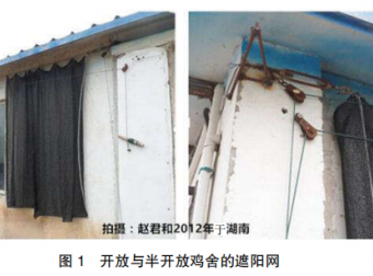 育成鸡场的不当行为延伸给蛋鸡的负效应