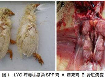 1株台湾型鸡传染性支气管炎病毒的分离与初步鉴定