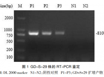 1株禽传染性脑脊髓炎病毒分离鉴定及致病性研究