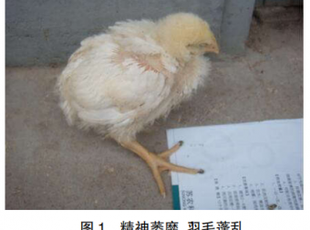 肉鸡传染性法氏囊病的防治