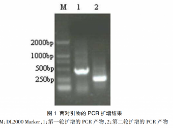 鸭疫里默氏杆菌套式PCR检测方法的建立和应用