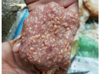 多例笼养蛋鸡楔形前殖吸虫病的诊治体会