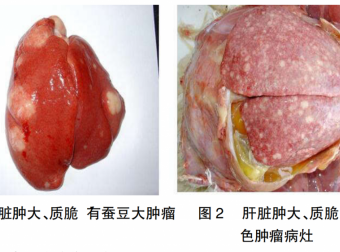 禽白血病的防控措施