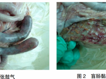 1例肉种鸡坏死性肠炎的诊治