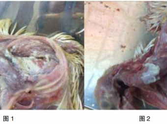 肉鸽念珠菌病的诊治