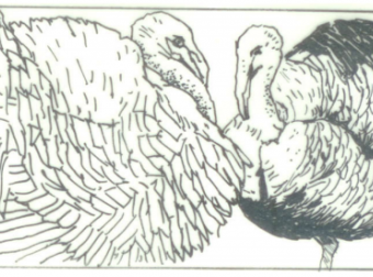 谈谈如何饲养火鸡