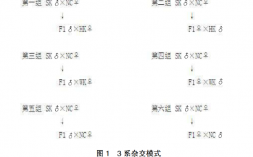 “天翔”肉鸽专门化品系培育及杂交配套研究