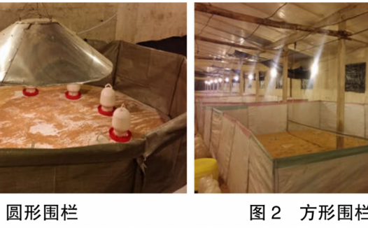 现代肉种鸡育雏实际操作方法（一）