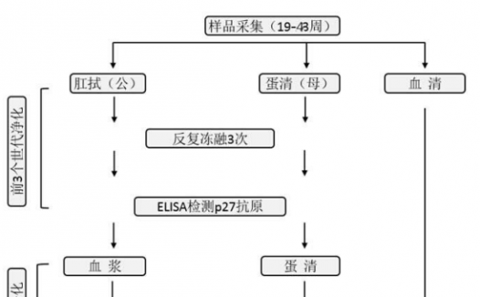 鸿光麻鸡配套系核心种群禽白血病净化进展