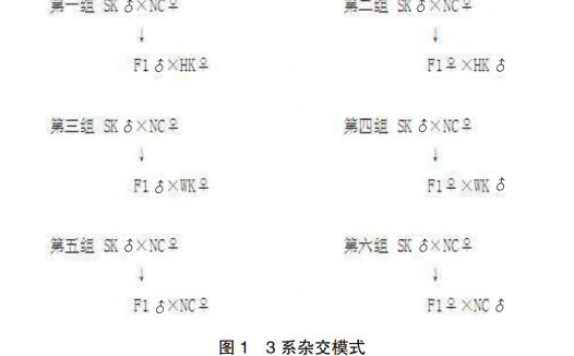“天翔”肉鸽专门化品系培育及杂交配套研究