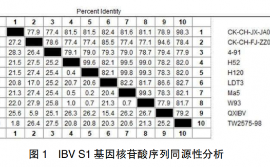 鸡传染性支气管炎病毒的分离鉴定及S1基因序列分析