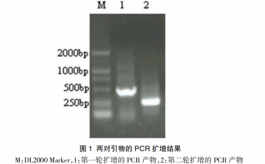 鸭疫里默氏杆菌套式PCR检测方法的建立和应用