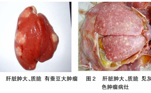 禽白血病的防控措施