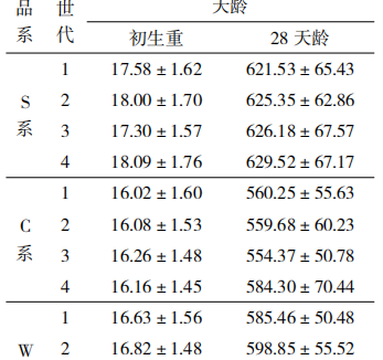天翔鸽各纯系世代选育效果
