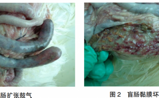 1例肉种鸡坏死性肠炎的诊治