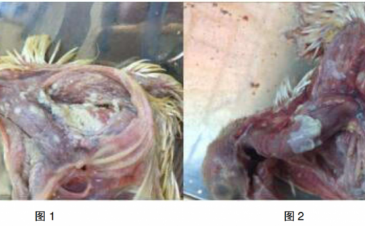 肉鸽念珠菌病的诊治