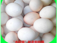 近年蛋鸡产“水印”蛋的原因综述