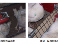 现代肉种公鸡40周后的管理重点