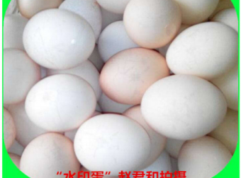 近年蛋鸡产“水印”蛋的原因综述