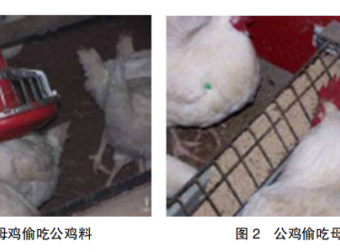 现代肉种公鸡40周后的管理重点