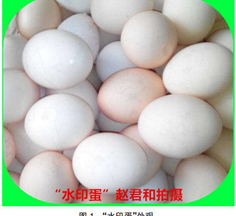 近年蛋鸡产“水印”蛋的原因综述