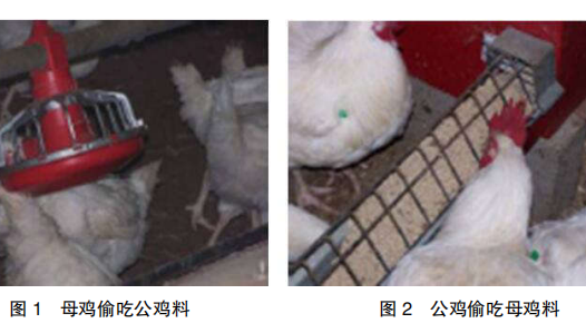 现代肉种公鸡40周后的管理重点